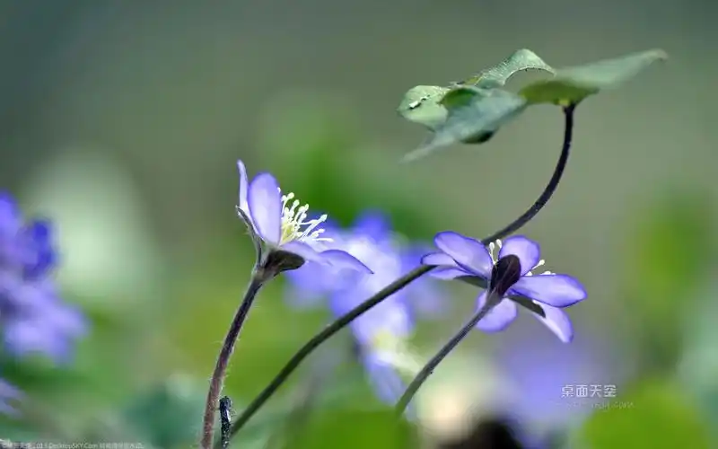 小清新唯美素雅花卉银莲花高清特写桌面壁纸三