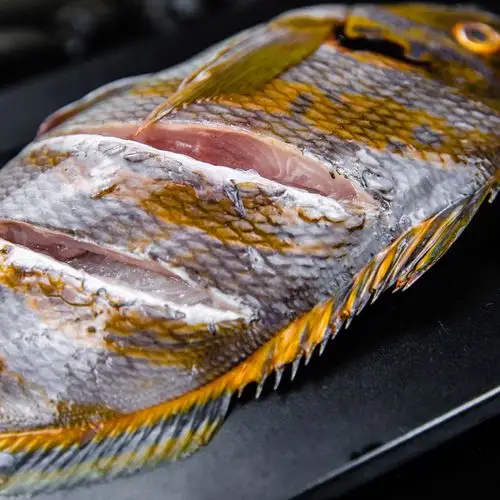 现捕海钓野生三刀鱼海鲜水产鲜活鹰斑鲷咬破布三康金花万年瘦海鱼