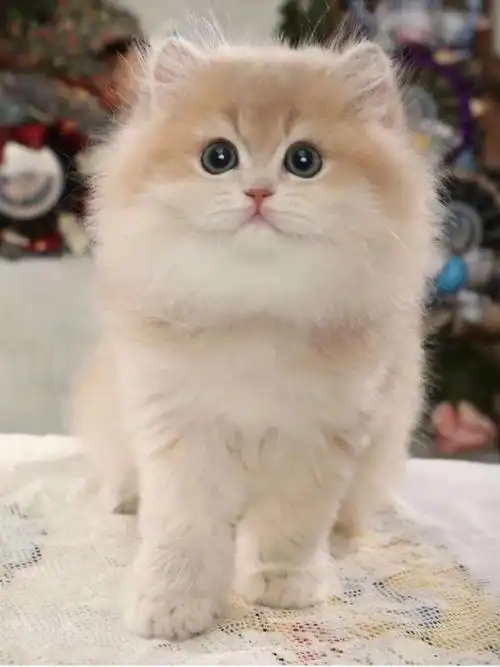 cy12  #紫金渐层  #紫金漸層  #紫金影  #英长紫金渐层猫  #紫金渐层