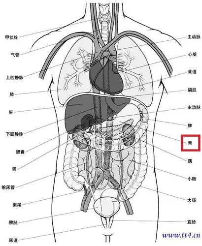 胃是在哪个位置
