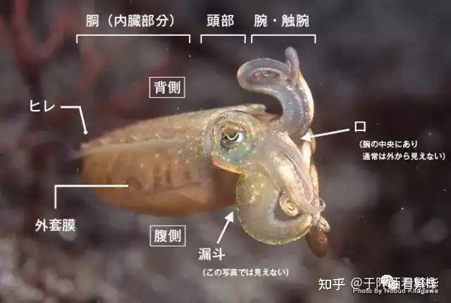 章鱼是什么结构?可以给我一张图片看一下吗? - 知乎