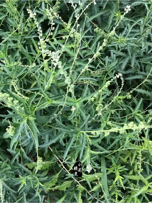 中药石苇的功效与作用石苇中药治疗什么病