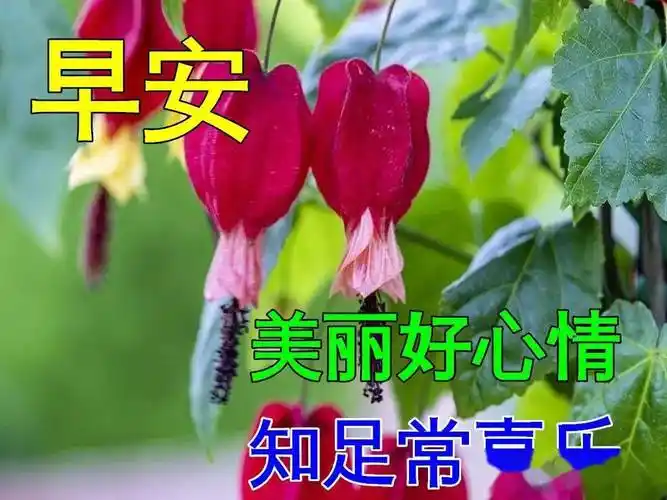 1月13日最漂亮早上好动态表情图片大全早晨好动图美图大全