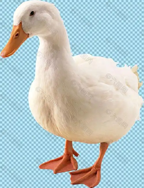 白色羽毛鸭子图片免抠png透明图层素材