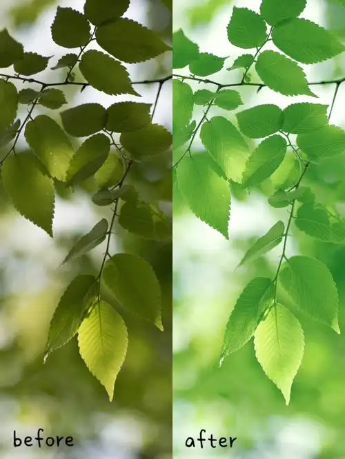 逆光中的绿叶🍃调色教程