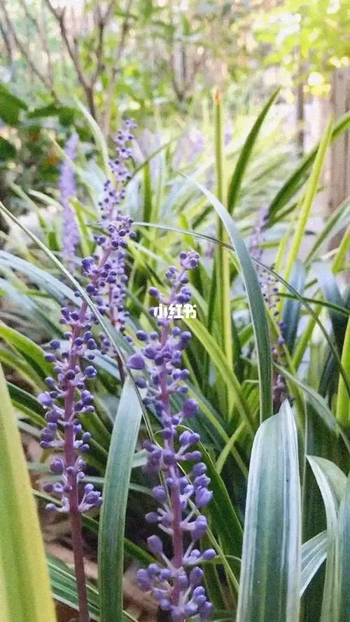 花园里耐阴耐寒的长绿植物金边麦冬来啦