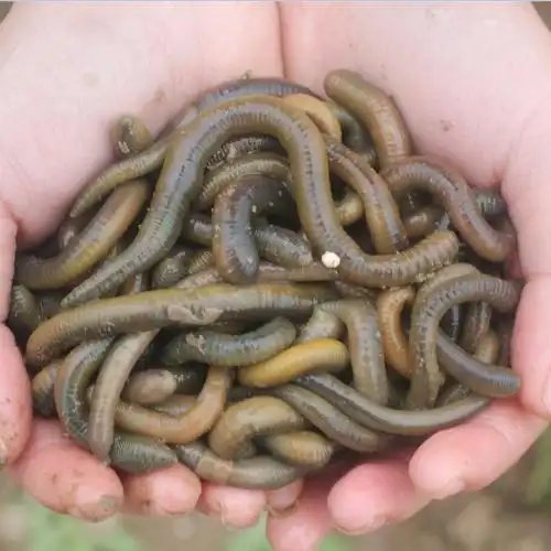 活体青蚯蚓鲜活黑蚯蚓钓黄鳝蚯蚓大臭蚯蚓地龙松土蚯蚓钓鱼活饵