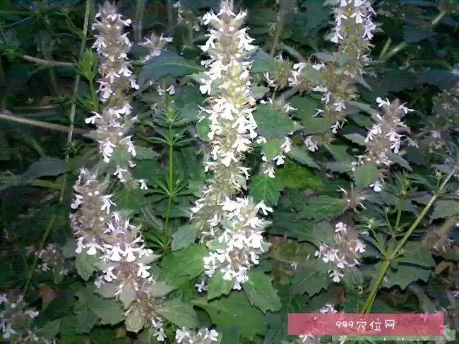 白毛夏枯草别名筋骨草,夏枯草,白花夏枯草,白毛夏枯草的功效是清肺