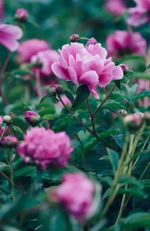 鲜艳唯美的花朵,图片大全,高清,图库-回车桌面