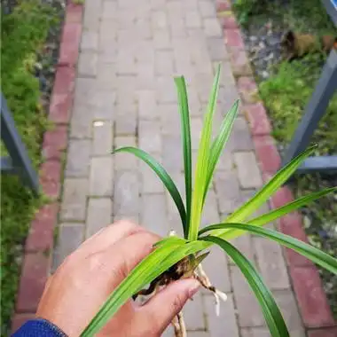 春兰黄心变异草1母两新 - 中国兰花交易网