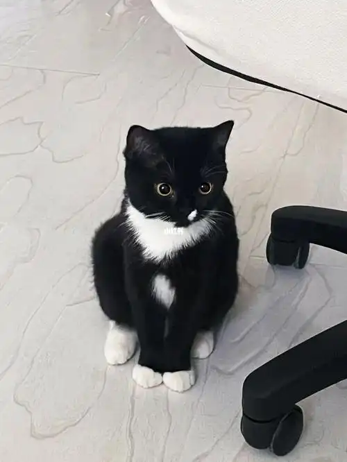 晒娃哈哈哈女鹅长大了英短和布偶的串!#猫咪日常#奶牛猫