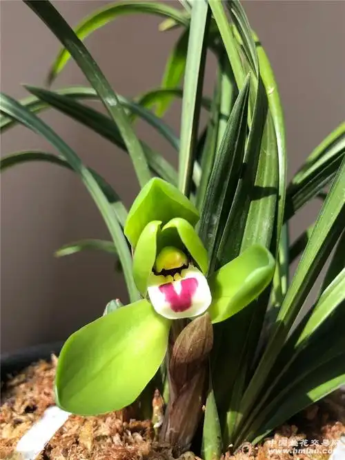 2020大富大贵-春兰篇-中国兰花交易网社区