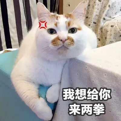 楼楼 猫 可爱 萌宠 表情包 头像 沙雕 搞笑