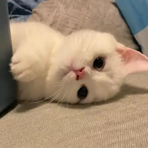 治愈系wechat动物头像