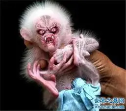 日本河童是什么