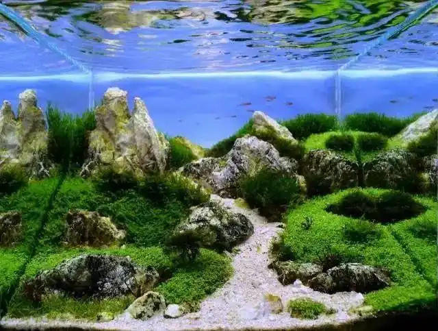 草缸造景小缸景深也能玩到极致