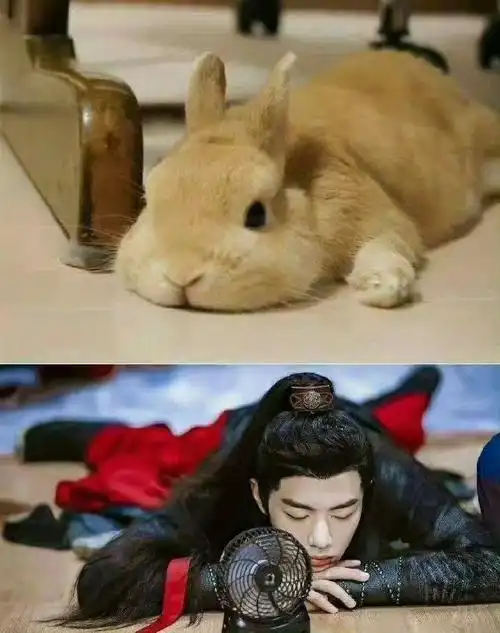 肖战好像长了兔耳朵#是不是肖战的兔兔本体要藏不住了呀～辣么可爱