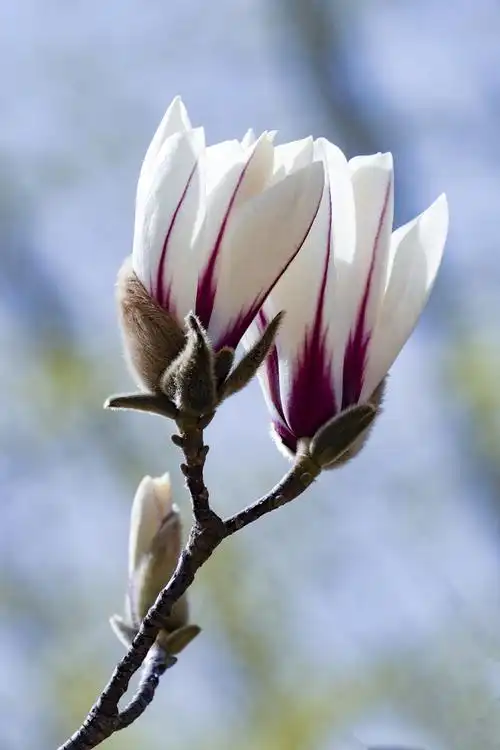 作为中国著名的花木种类,玉兰花盛开时的形状如同圣洁的莲花,花瓣向