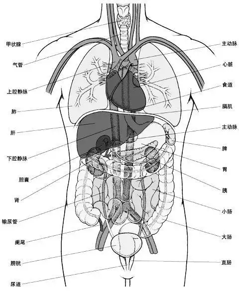 最全面的---人体内脏器官详细分布图(速查必备)