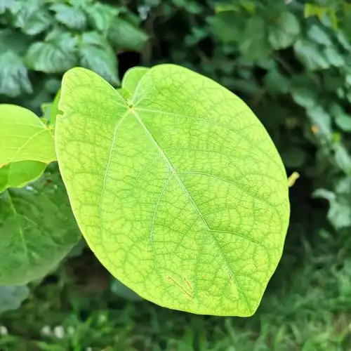 随手拍摄影团-紫荆树发新叶_随手拍-联想社区