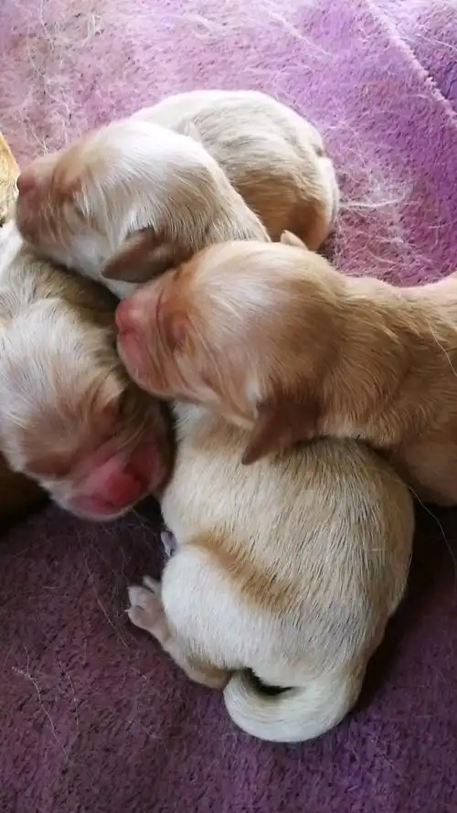 刚出生的狗宝宝