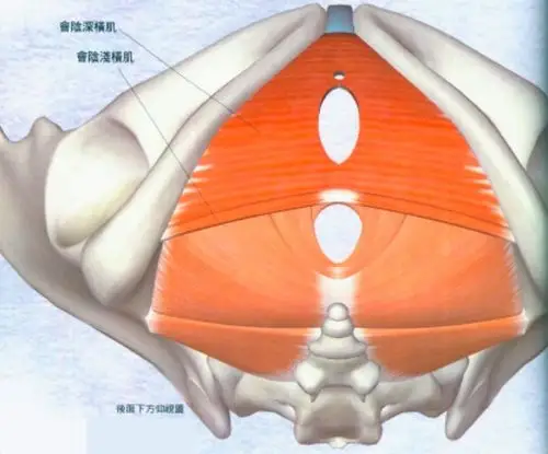 骨盆隔膜更下方,由会阴深横肌,会阴浅横肌组成;这些肌肉的收缩很难由