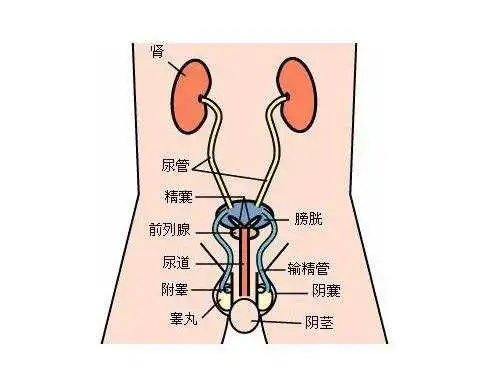 尿道炎的临床症状以及并发症都有哪些?