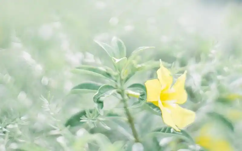 绿色小清新写真,高清图片,电脑桌面-壁纸族