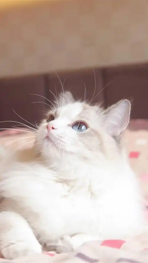 萌萌哒布偶猫,高清图片,手机锁屏桌面-壁纸族