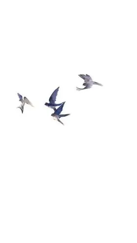 qq背景图壁纸清新