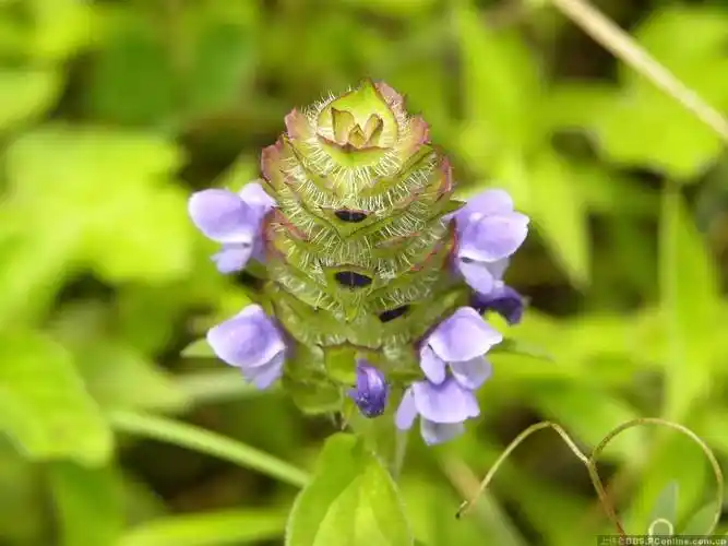 明目作用的草本植物,夏枯草也叫麦穗夏枯草或铁线夏枯草,是分别在河南