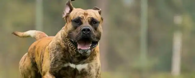 加纳利犬为什么咬主人?不是什么狗都适合饲养!