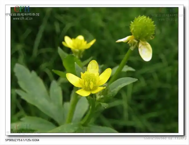 为毛茛科毛莨属的植物.多年生草本.须根伸长簇生.
