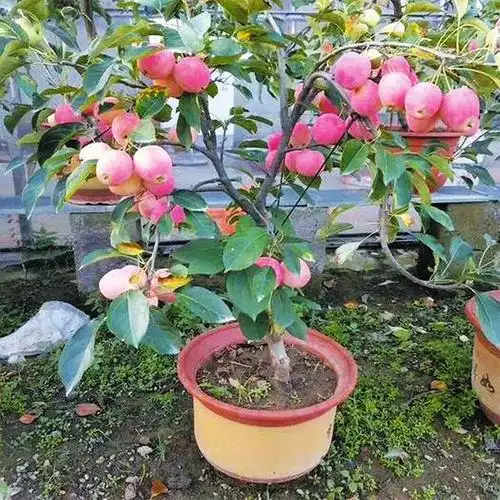 种植在阳台上,你可以选择让它攀爬到防盗网,也可以在花盆里插一根竹竿