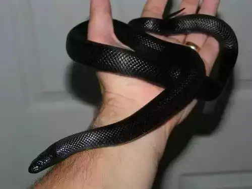 最受欢迎的宠物蛇排行榜