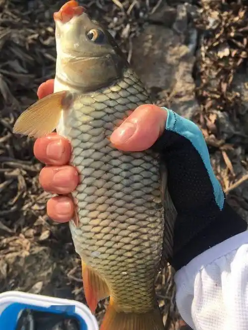 大师实践证明春季钓浅滩渔获少不了