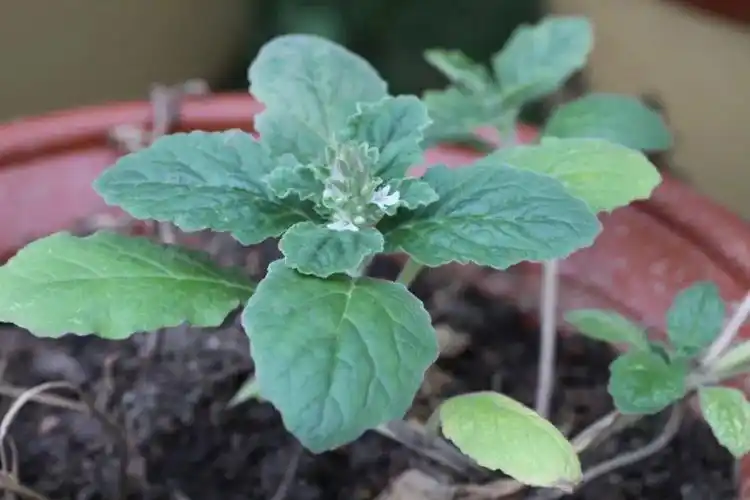 夏枯草它真的枯了