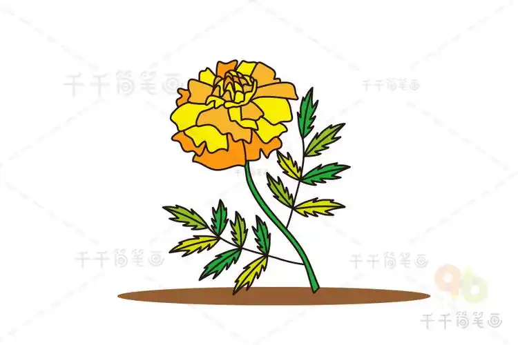 艳丽的万寿菊简笔画