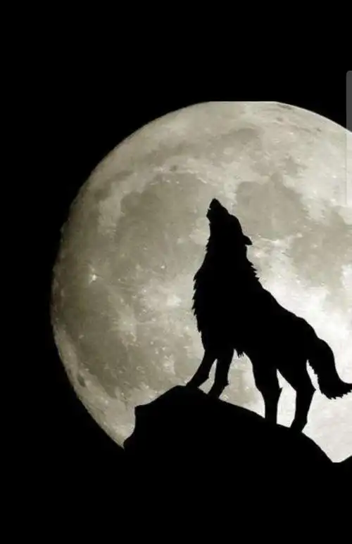 混血狼王第四章汪达命丧虎口