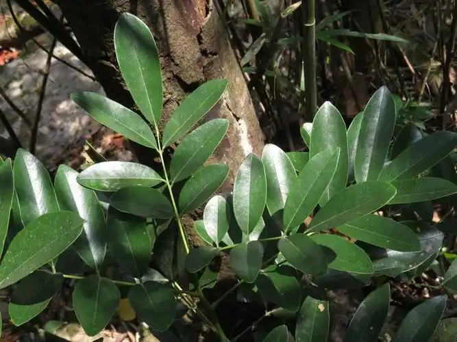 怎样鉴定羽状复叶植物的营养体