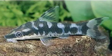 开缸都养点什么工具鱼?