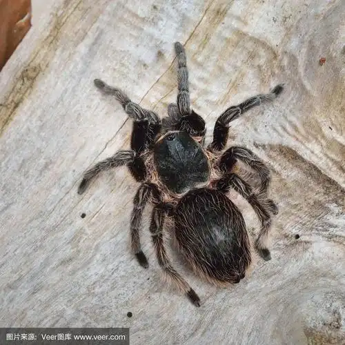 自然森林环境中的食鸟动物卷毛狼蛛.黑毛巨型蛛形纲动物.
