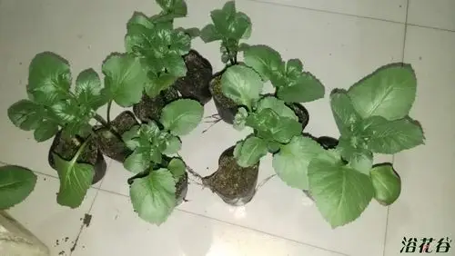 快递分享大丽花幼苗