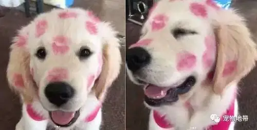主人对狗狗一阵猛亲,事后狗狗的表情醉了.