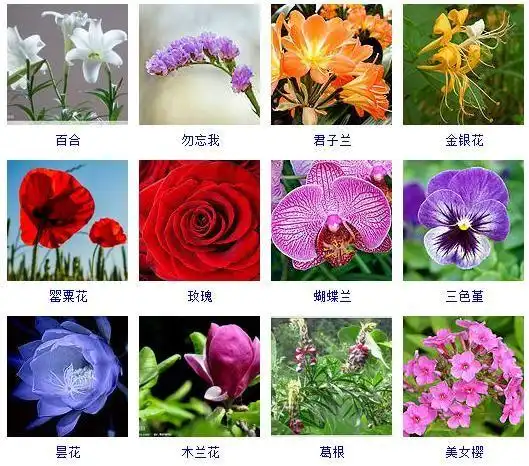 植物图片及名称大全(花友整理了150种观花植物)