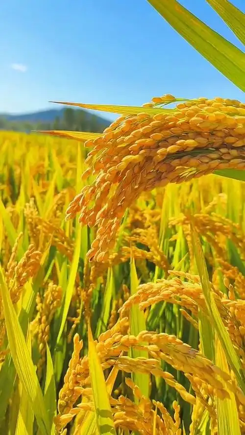 稻子熟了,金黄色一片,透露着丰收的喜悦