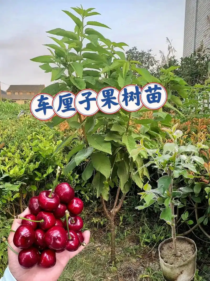 朋友们,今天给大家分享一款大樱桃车厘子树苗!