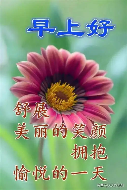 的鲜花早上好图片带字带祝福语,免打字春天早安问候图片 - 好句子大全