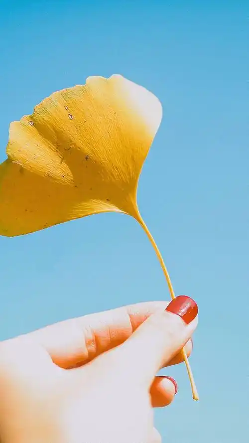 小清新,治愈系,文艺范,静物,小清新,治愈系,手机壁纸小清新静物摄影