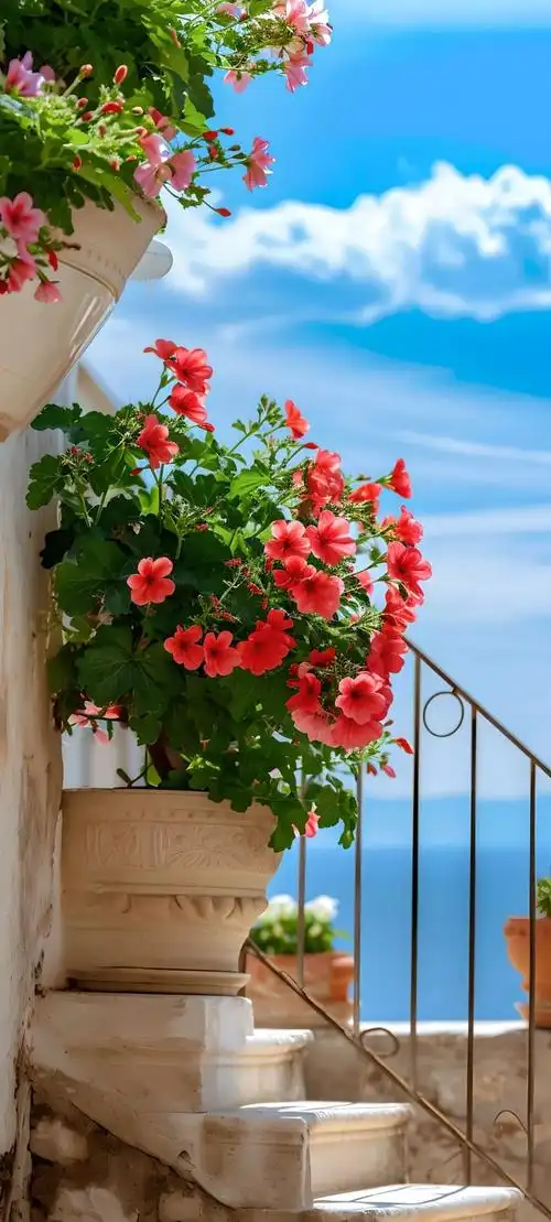 手机壁纸好看清新的花朵壁纸图片高清无水印